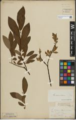 Foto von Salix lapponum L. x Salix silesiaca Willd.